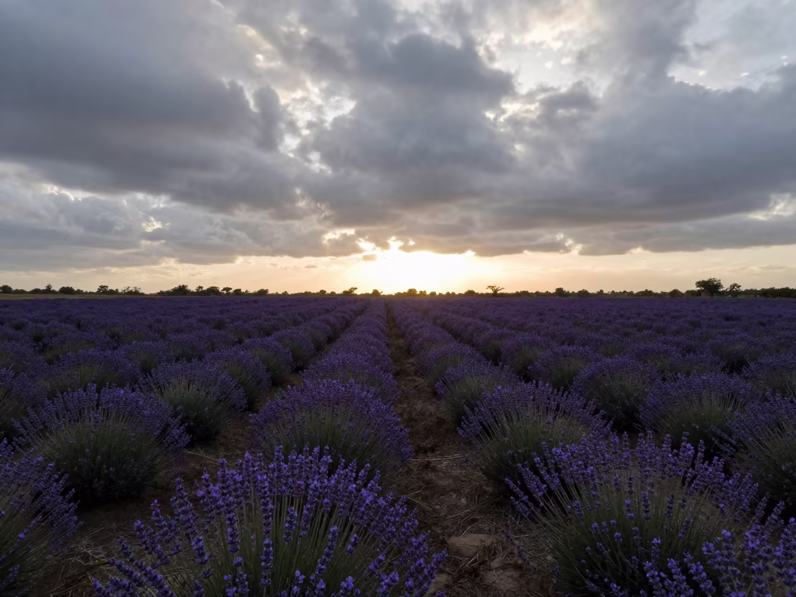 Cuban Lavender Field Sunset Silhouette in in Cuba