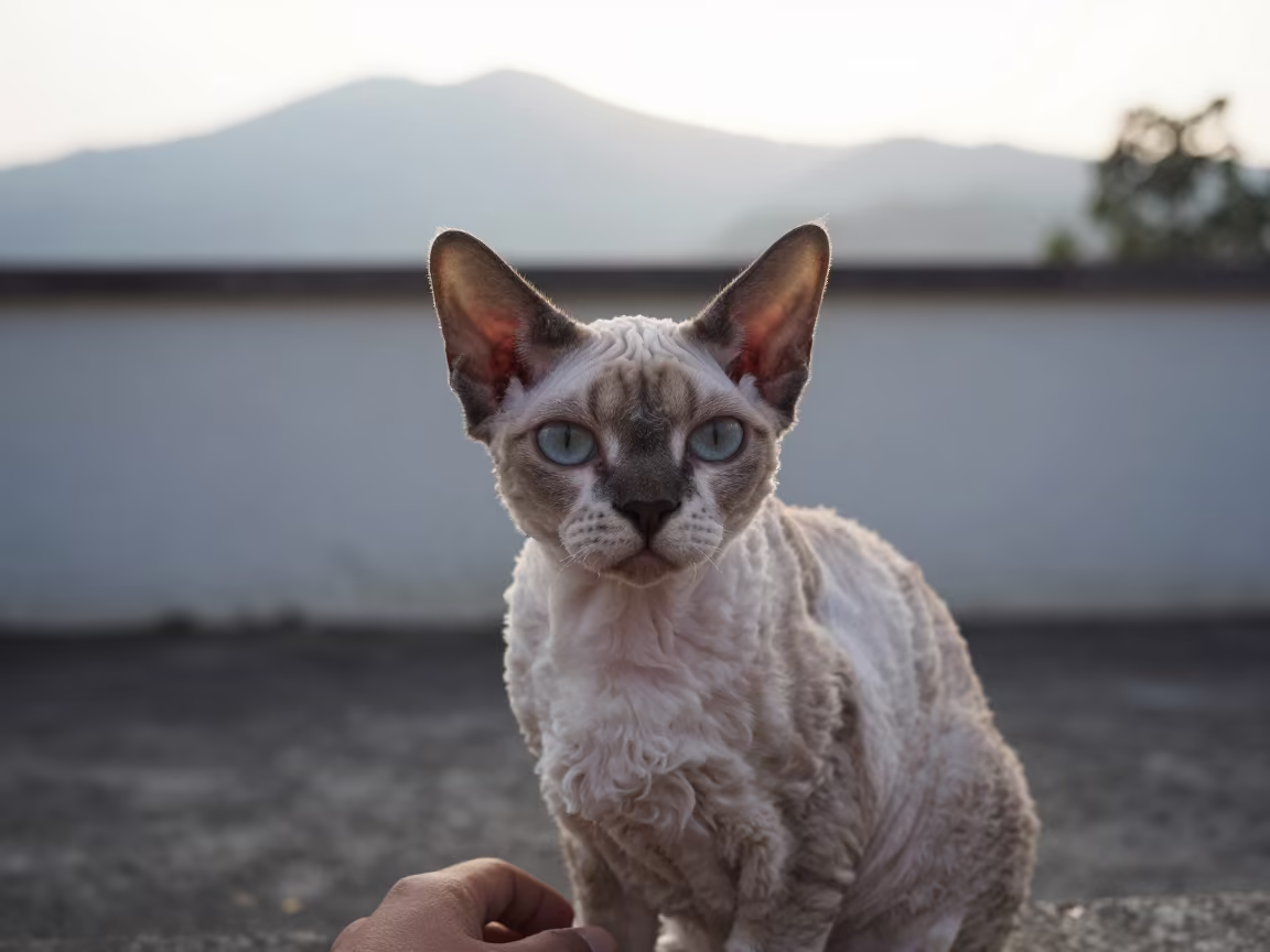 Curled Coat Cornish Rex Portrait in Bandung Courtyard in beside a plain courtyard wall in clear daylight with the animal at eye level near Bandung