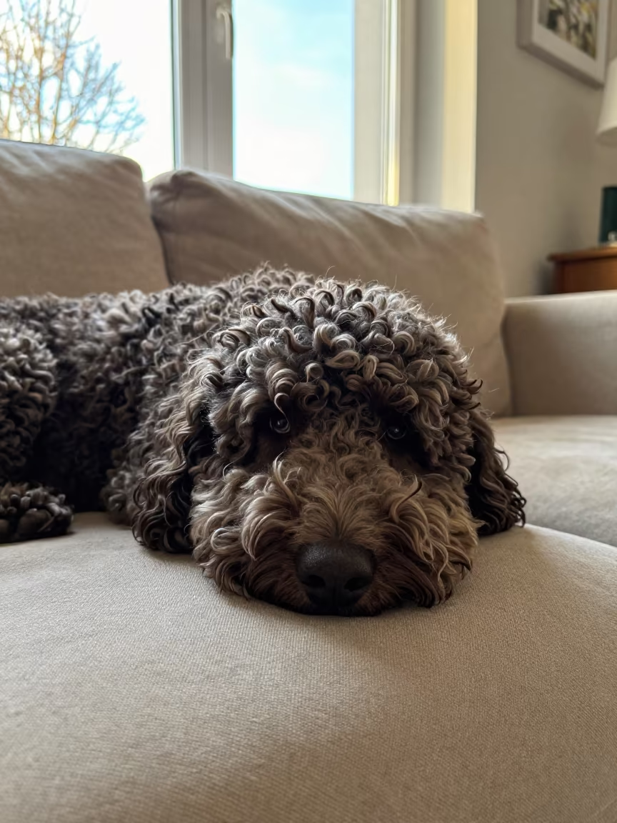Curly-Coated Retriever Resting on Linen Sofa in on a linen sofa with daylight from a nearby window near Yekaterinburg