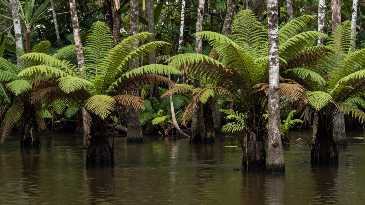 Cypress Knees Rising From Dark Monsoon Water in on a fern-lined forest floor near Karaikudi