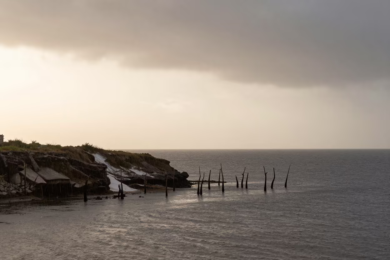 Cypress Knees Rising From Rainy Water in along a salt-sprayed cliff edge near Havana