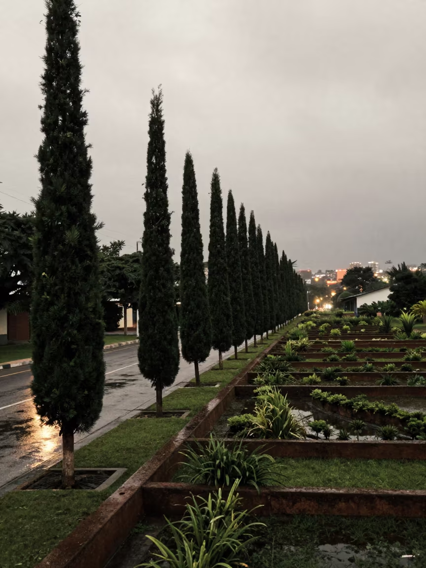 Cypress Trees Along Road in El Salvador in among terraced garden plots in El Salvador