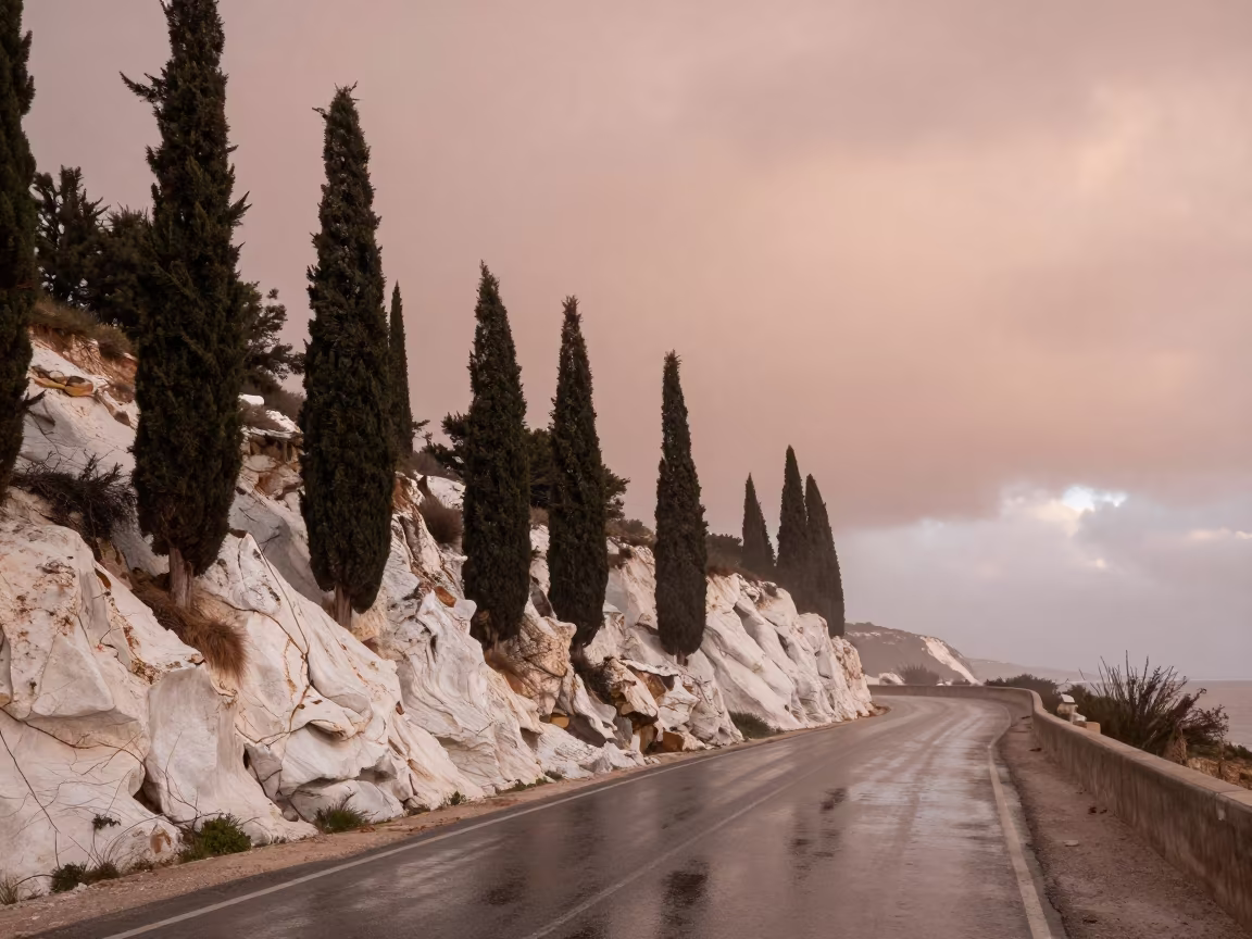 Cypress Trees on Salt Cliff Road Larache in along a salt-sprayed cliff edge near Larache