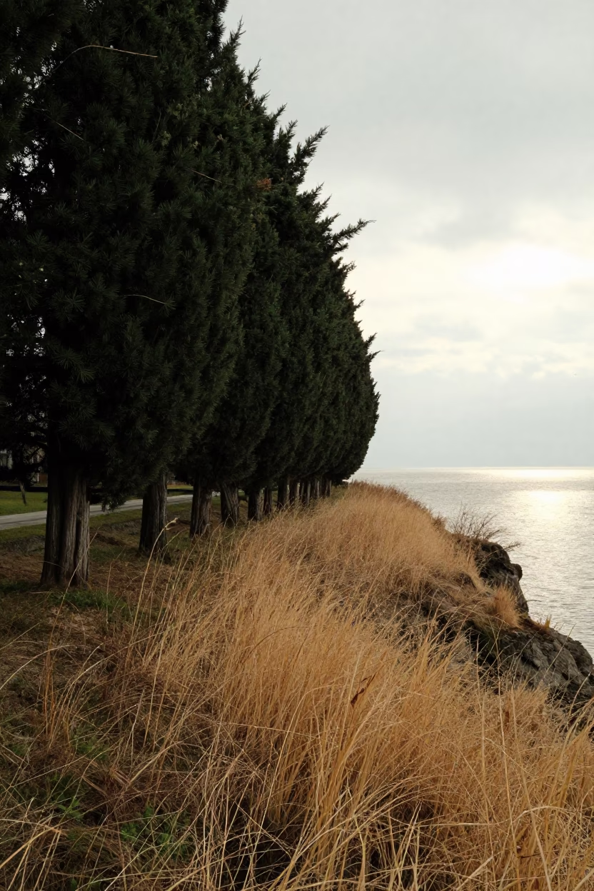 Cypress Trees on Salt-Sprayed Cliff Near Hanover in along a salt-sprayed cliff edge near Hanover