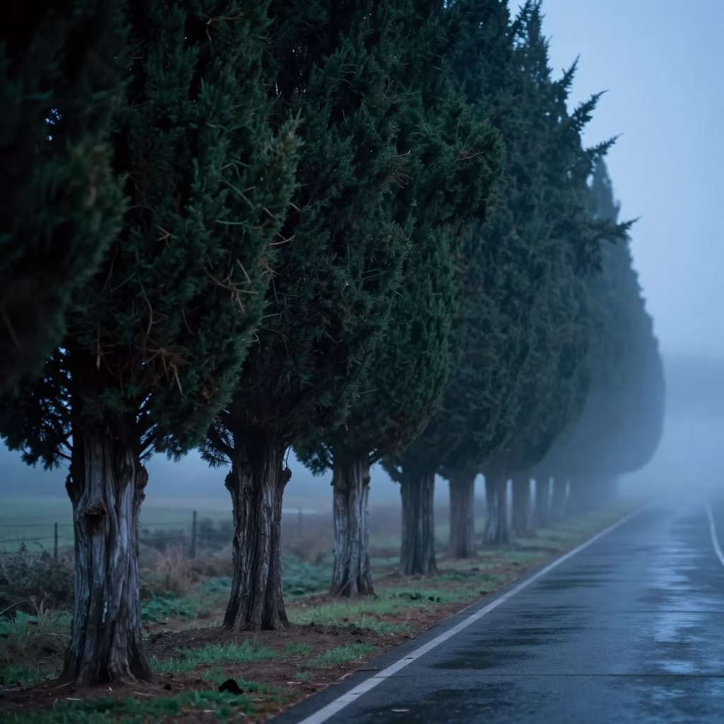 Cypress Trees Twilight Matola Road Fog in near Matola
