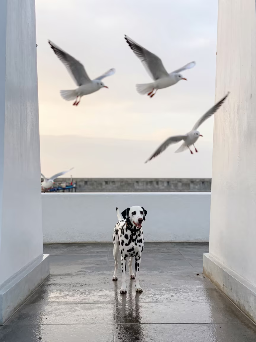 Dalmatian Gulls Blur Dawn Harbor Mist in in Dalmatia