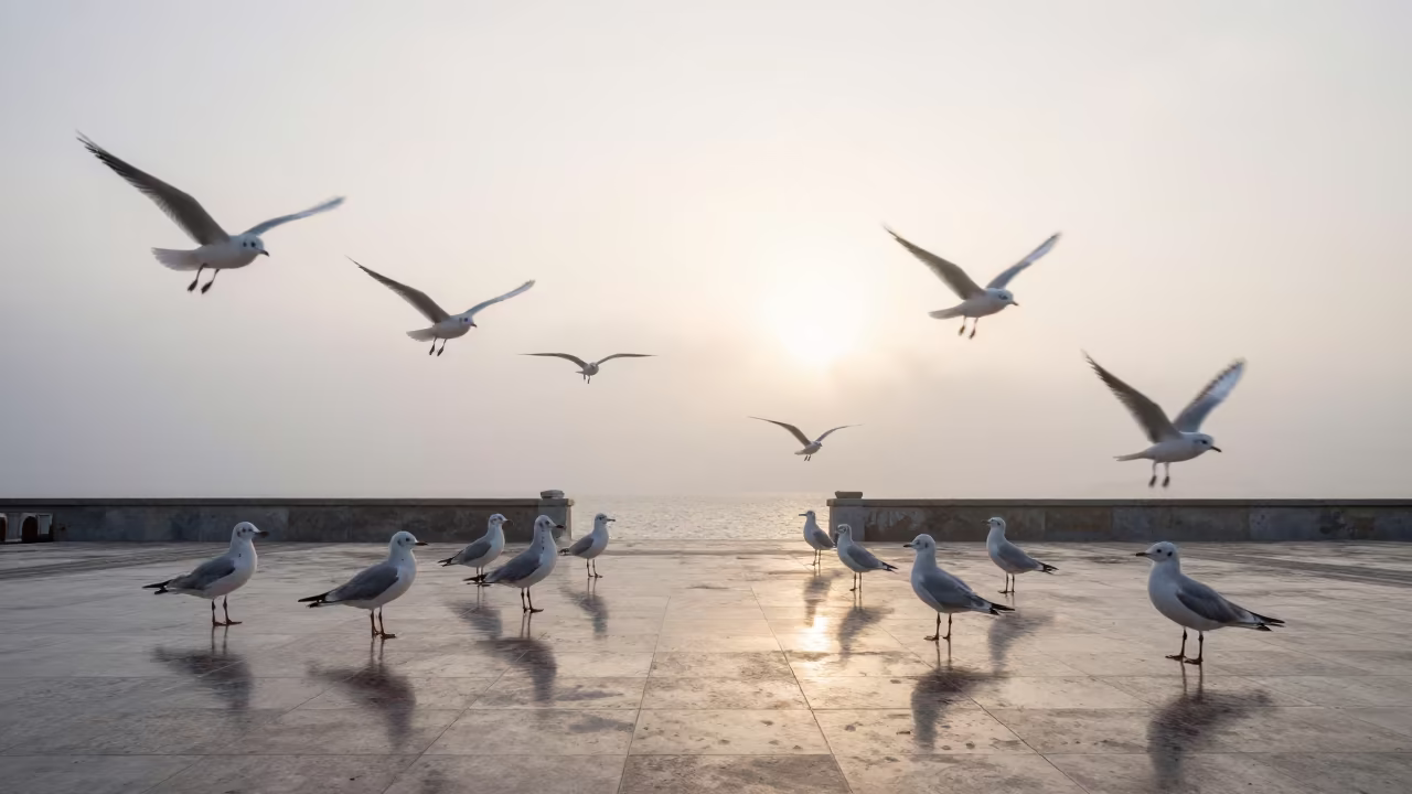 Dalmatian Gulls Dawn Harbor Motion Blur in in Dalmatia