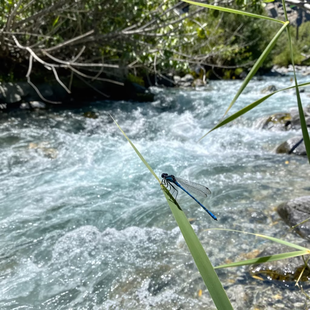 Damselfly on Reed Above Glacial Stream in above a glacial stream near Birmingham