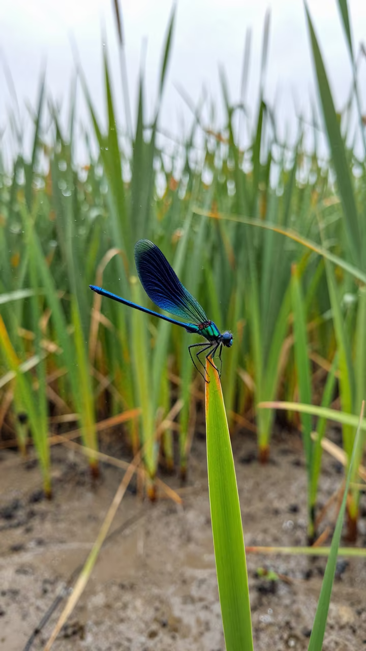 Damselfly on Reed in Polish Wetland Noon Light in at the edge of a reed bed in Poland