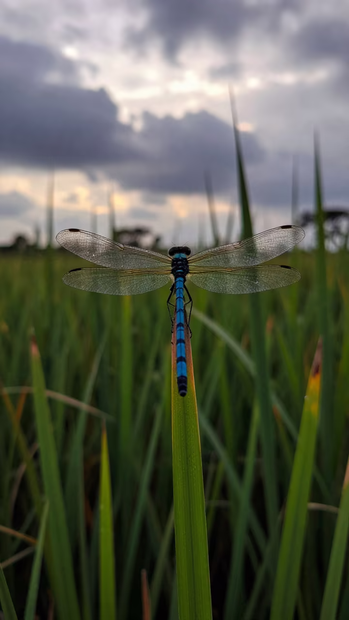 Damselfly Perched on Reed Tip at Dawn in Ethiopia in in Ethiopia