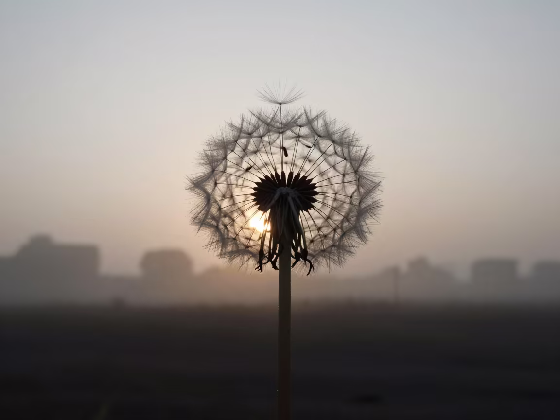 Dandelion Seed Head Silhouette in Masvingo Mist in near Masvingo