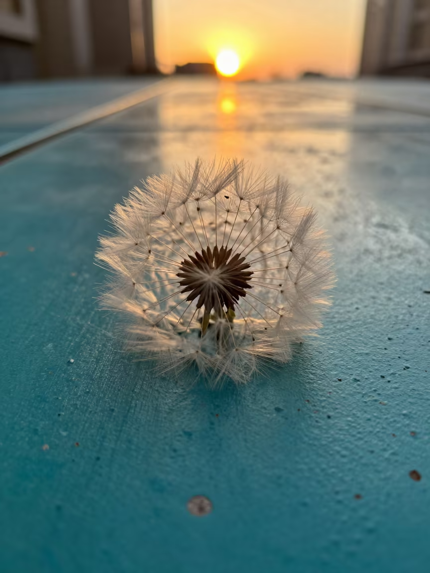 Dandelion Seed Parachute in Amber Winter Light in against weathered turquoise paint near Taiyuan