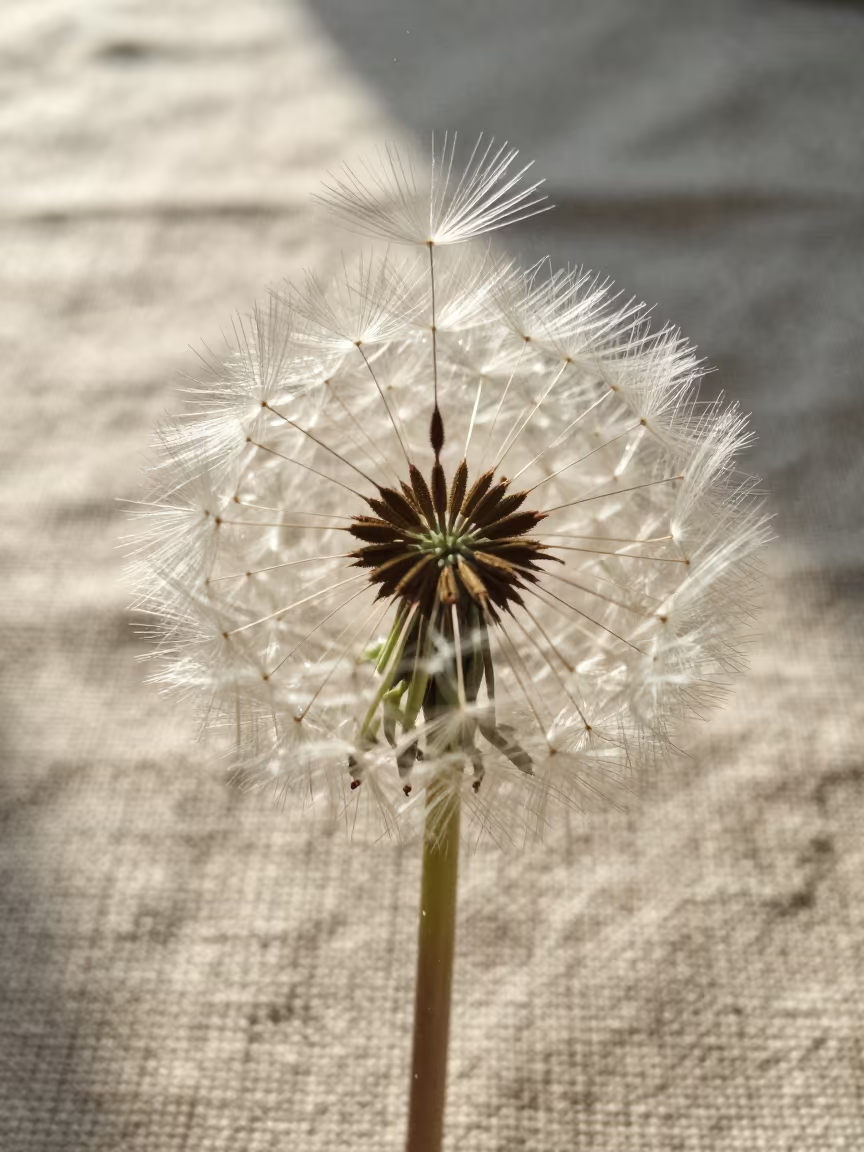 Dandelion Seed Parachute on Woven Linen in against woven linen fibers in Hyderabad