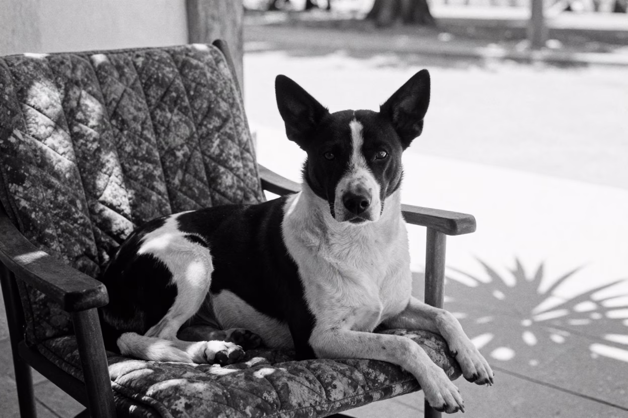 Danish-Swedish Farmdog on San Miguel Porch in along a quiet park path with soft open shade and a clean background in San Miguel de Allende