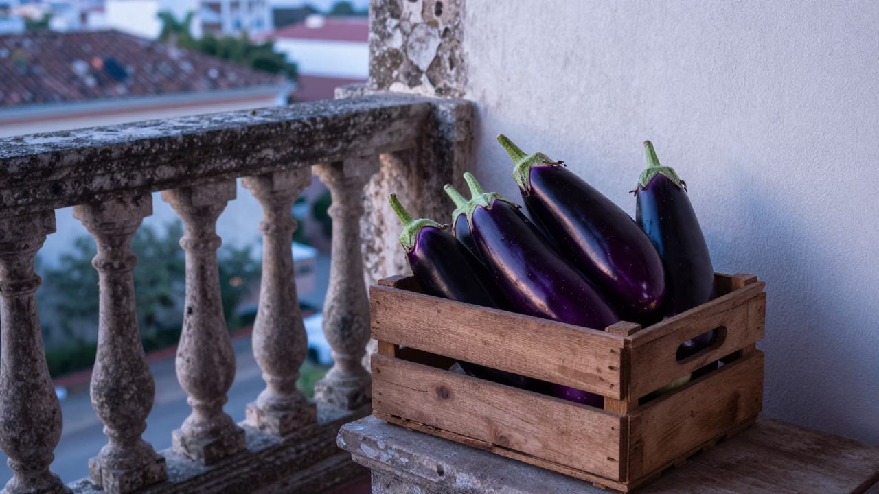 Dark Purple Eggplants in Cartagena in in Cartagena, Colombia