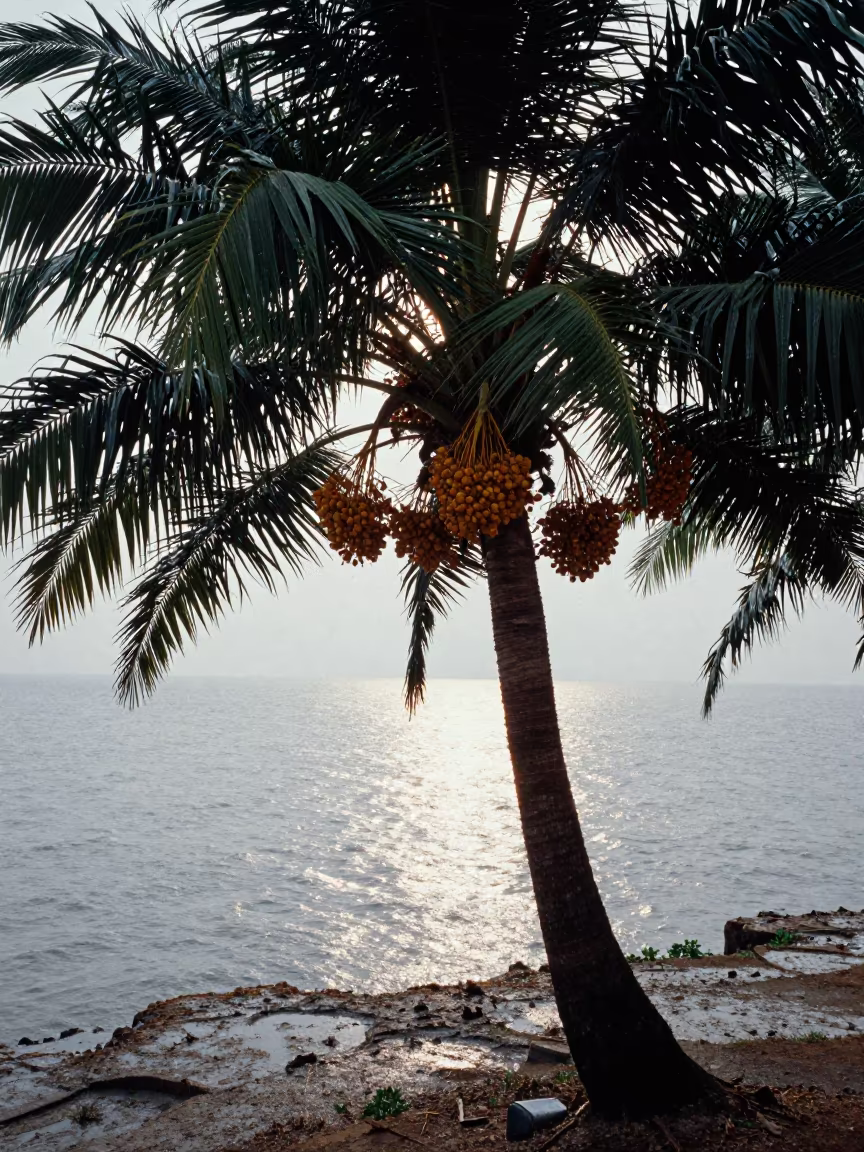 Date Palm Clusters Silhouetted on West Bengal Cliff in along a salt-sprayed cliff edge in West Bengal