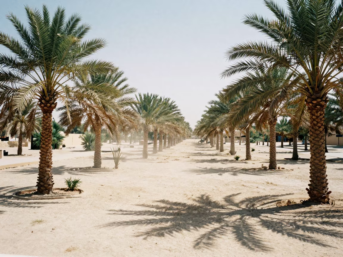 Date Palm Oasis Wind Carved Valley Near Dubai in across a wide valley floor near Dubai