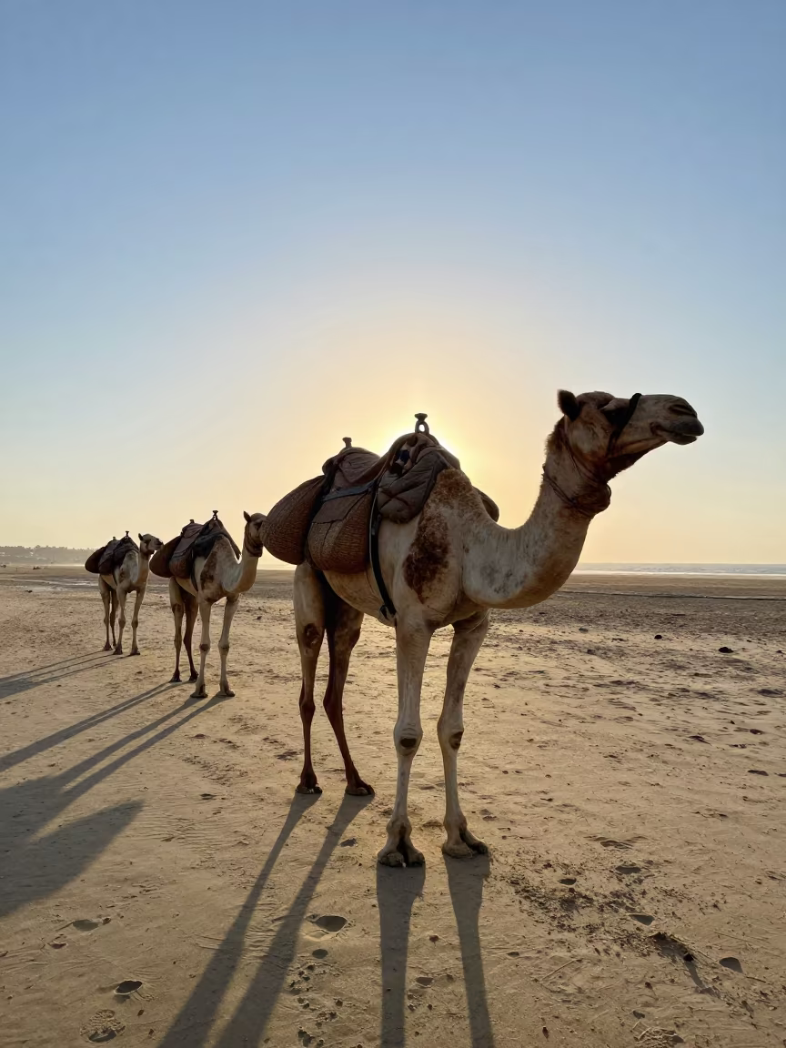 Dawn Camel Loading on Jeddah Beach in along a beach near Jeddah