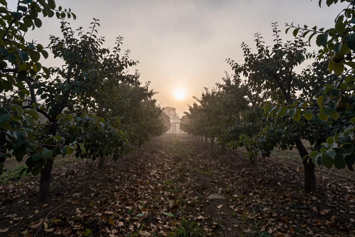 Dawn fog lifts over pear orchard rows Delhi in between vineyard trellises near Delhi