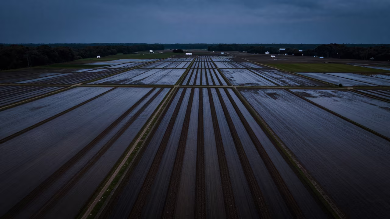 Dawn Furrows in Alabama Rice Paddies in among terraced rice paddies in Alabama