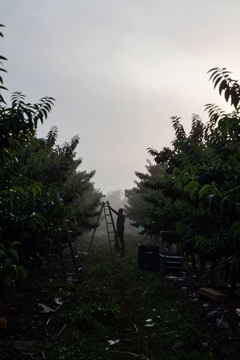 Dawn Harvest in Pecan Orchard Medina Monsoon in among orchard ladders and crates in Medina