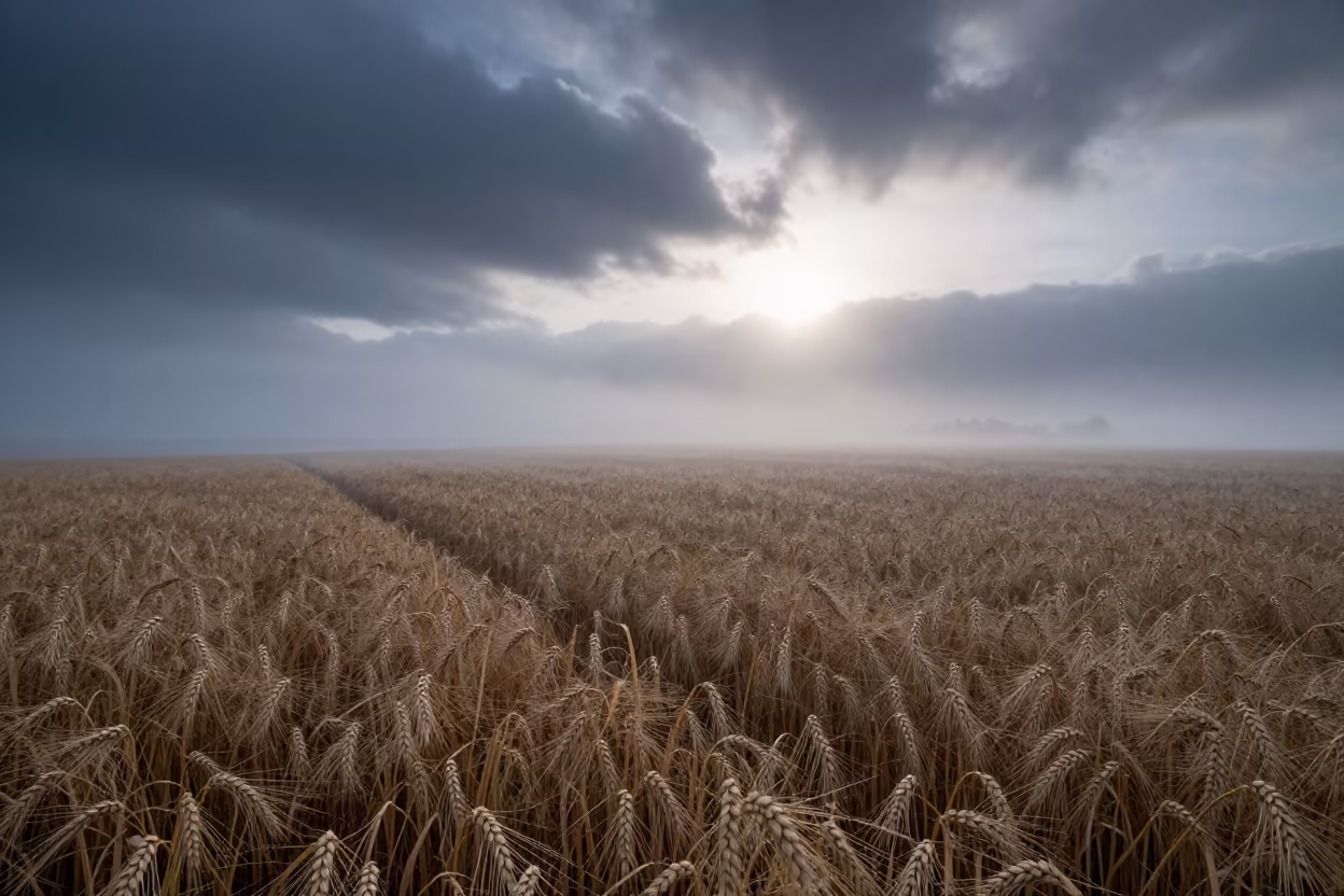 Dawn Heat Shimmer Over Bursa Wheat Field in through low marine fog near Bursa