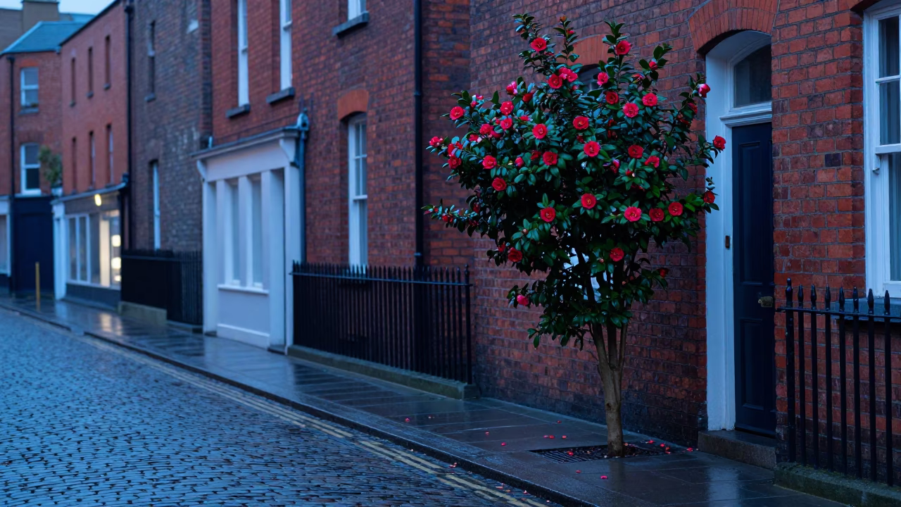 Dawn in Dublin Ireland Camellia Bush and Apples on Cobblestone Street in in Dublin, Ireland