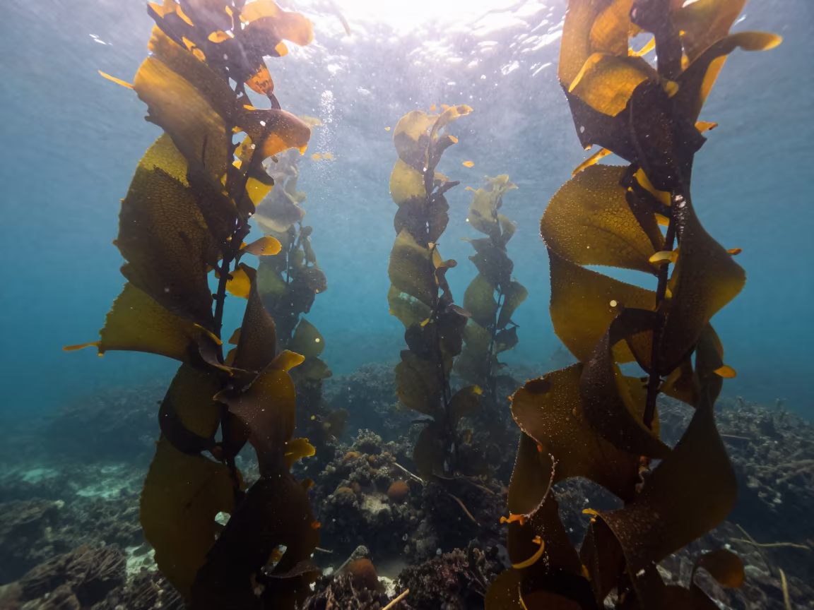 Dawn Kelp Forest Canopy Tel Aviv in above a cold-water reef edge near Tel Aviv