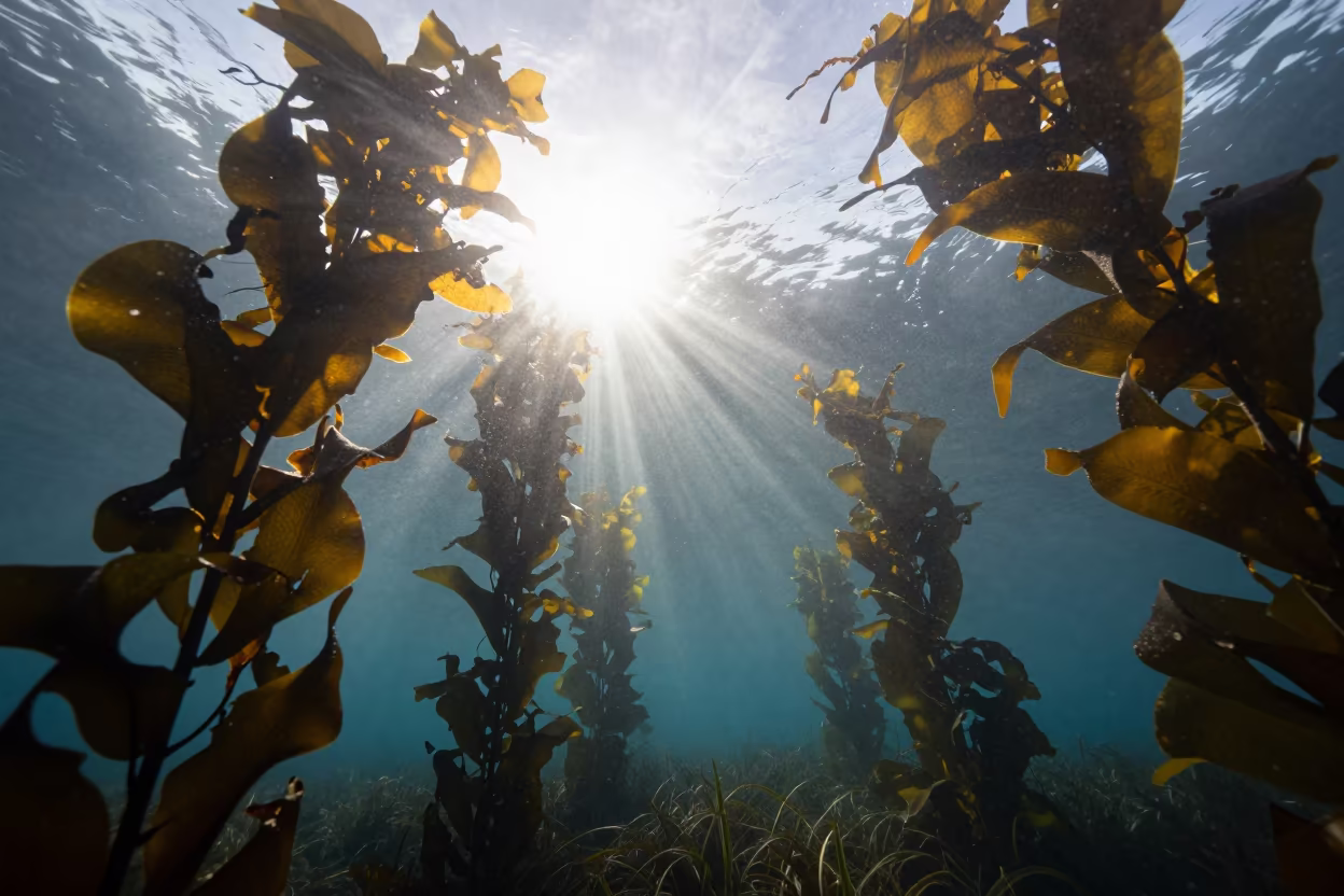 Dawn Kelp Forest Silhouette Underwater Light in along a seagrass channel near the coast in San Francisco