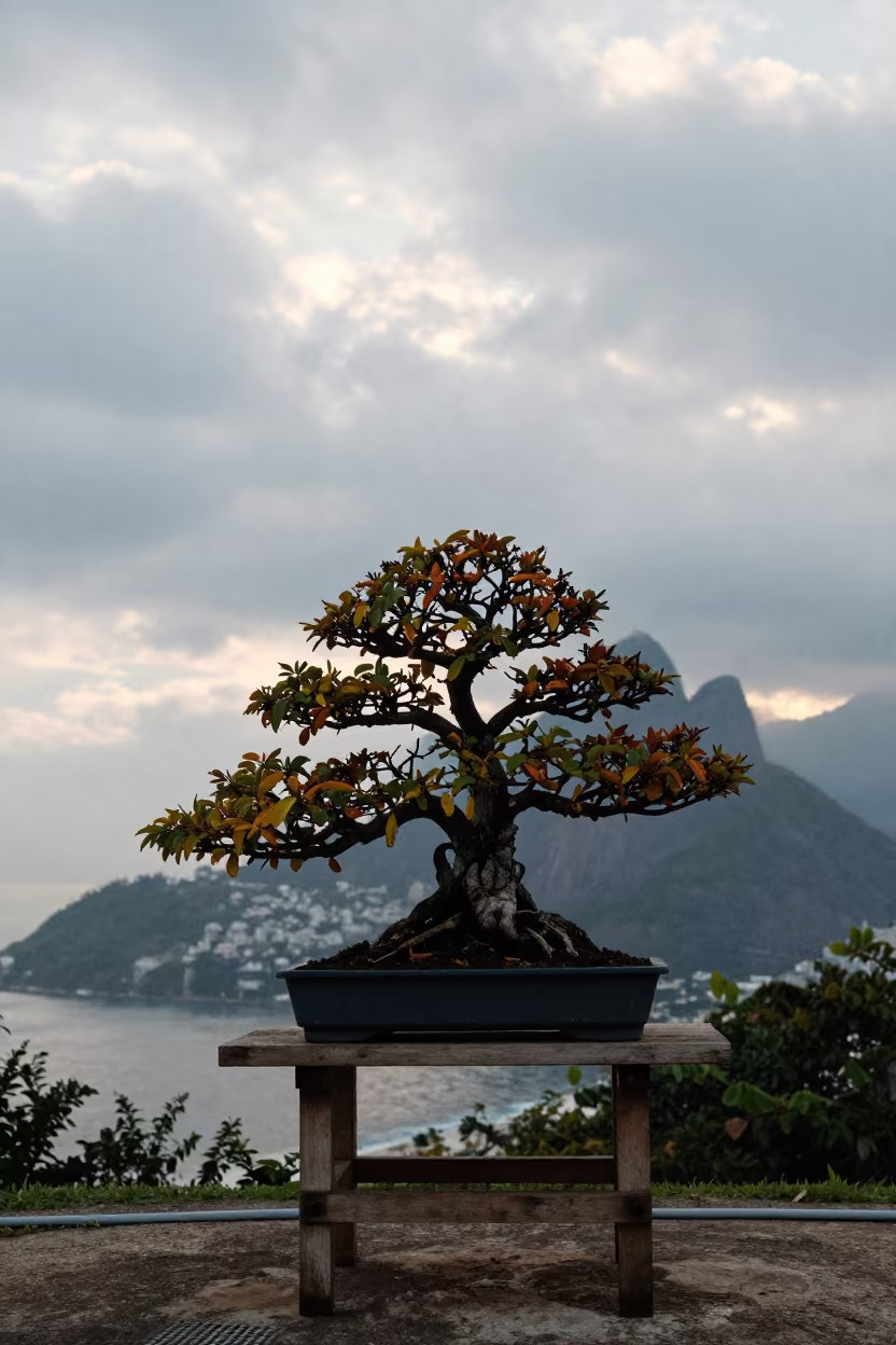 Dawn Light on Bonsai Tree Urca Rio in near Urca, Rio de Janeiro