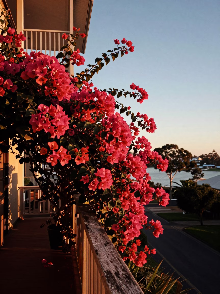 Dawn Light in Perth at First Light Of Dawn in in Perth, Western Australia, Australia