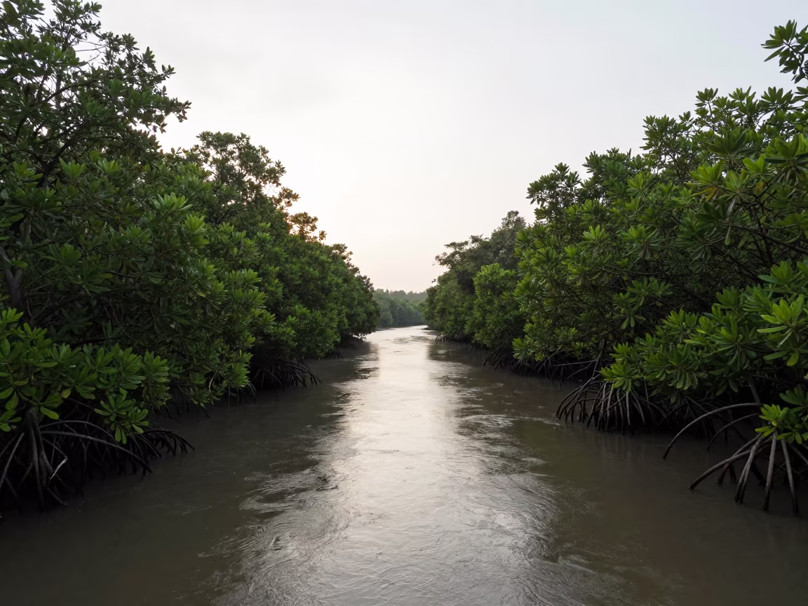 Dawn Light Through Jamaican Mangrove Canopy in along a salt-sprayed cliff edge in Jamaica