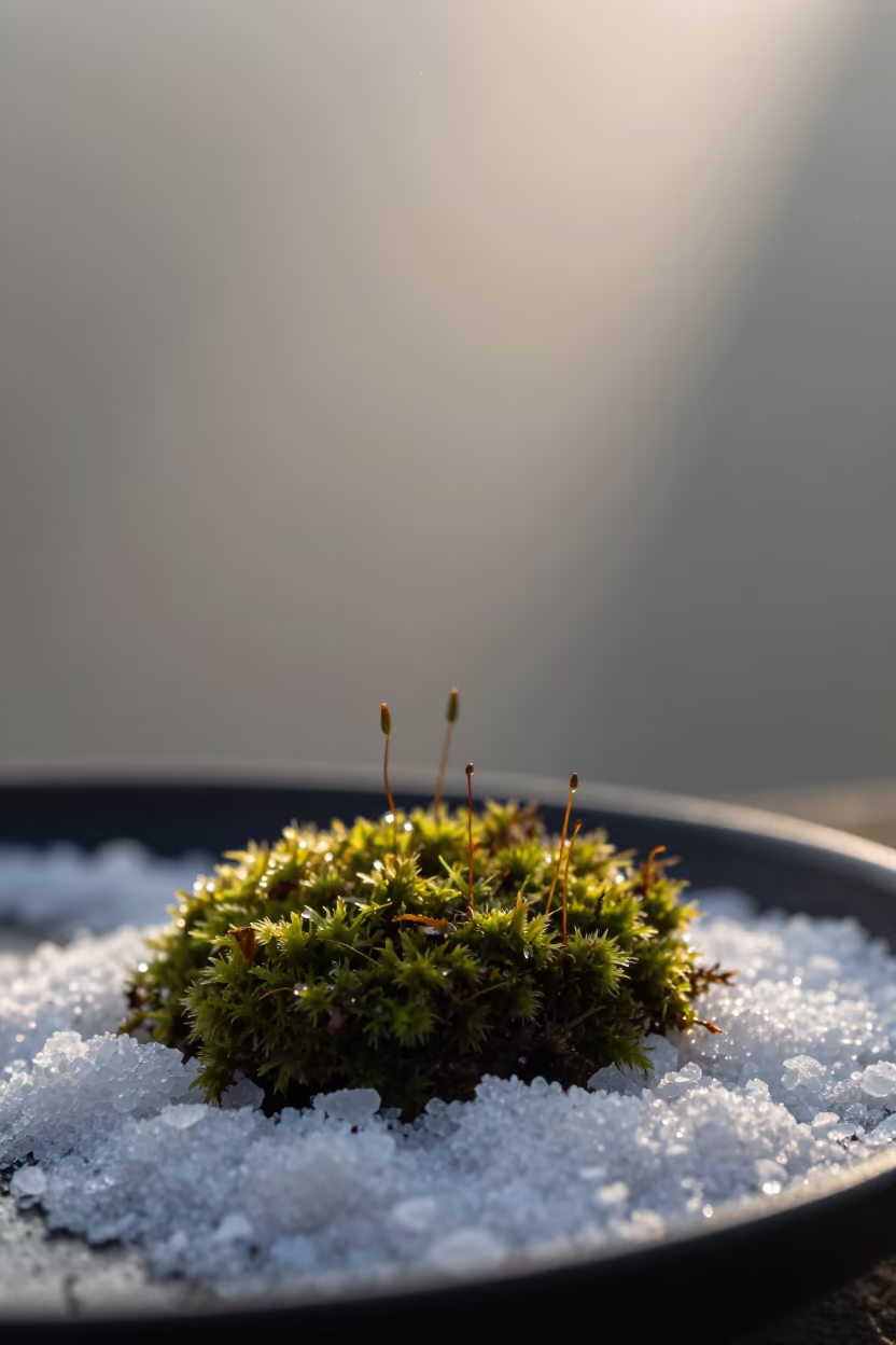Dawn Light on Moss Tip and Salt Crystals in on salt crystals along a pan rim near Jaramana