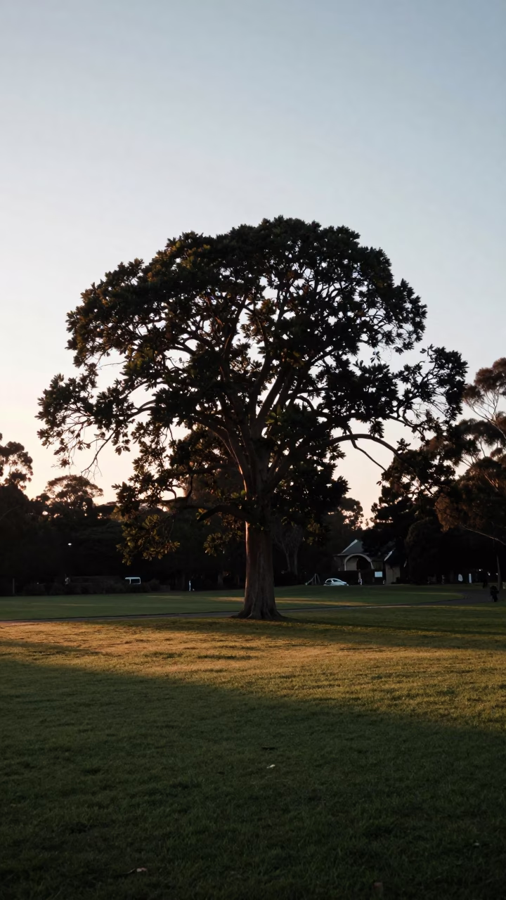 Dawn Light on Adelaide Park Lands with Fig Tree and Fallen Petals in in Adelaide, South Australia, Australia
