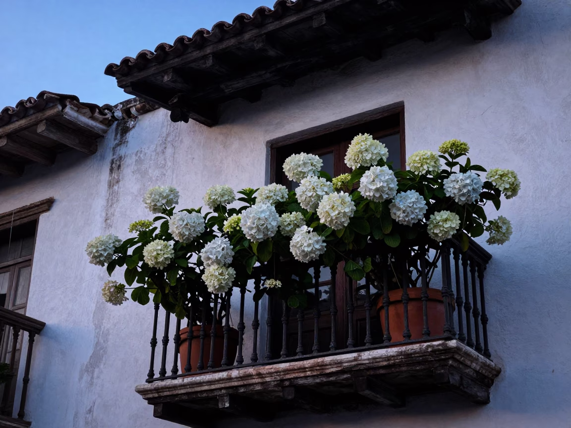 Dawn light on colonial balcony with hanging hydrangeas in Cartagena Colombia street scene in in Cartagena, Colombia