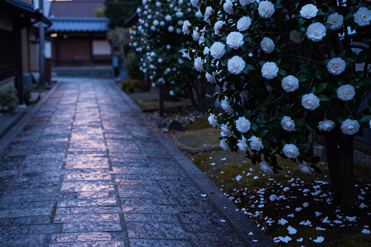 Dawn light on Kyoto stone path with camellia blooms and bonsai juniper in in Kyoto, Japan