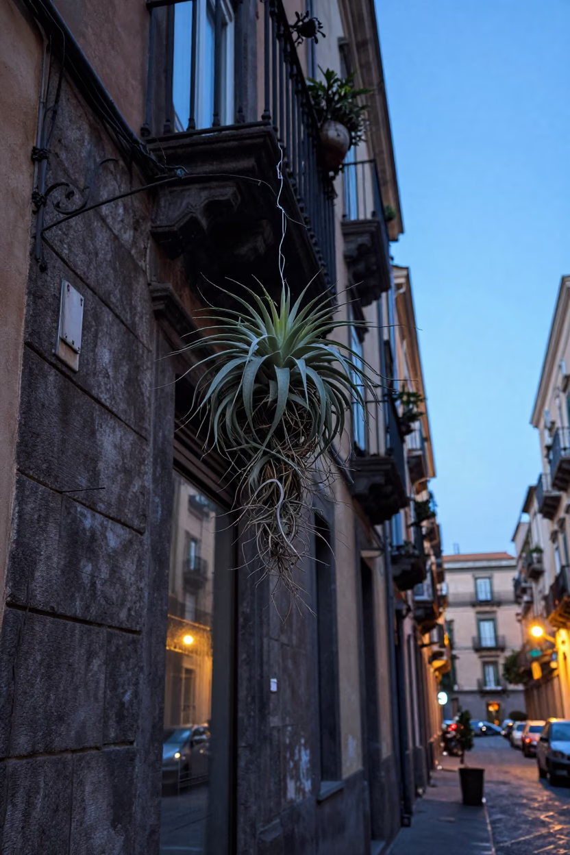 Dawn light on Neapolitan street with air plant and historic architecture in Naples Italy in in Naples, Italy