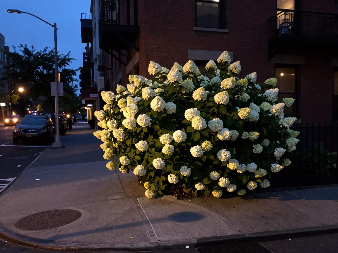 Dawn Light on New York Street Corner with Hydrangeas and Urban Architecture in in New York, New York, United States