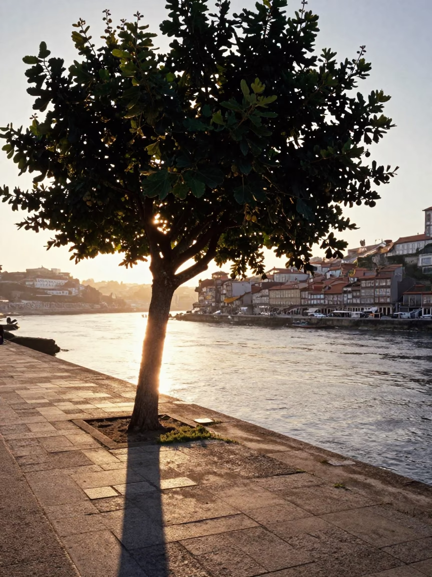 Dawn Light on Porto Riverfront with Fig Tree and Rusty Basin in in Porto, Portugal