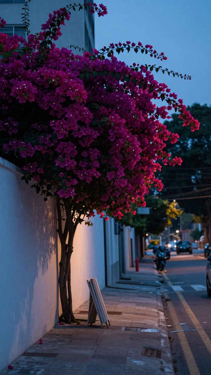 Dawn Light on São Paulo Street with Bougainvillea and Folding Stools in in São Paulo, Brazil