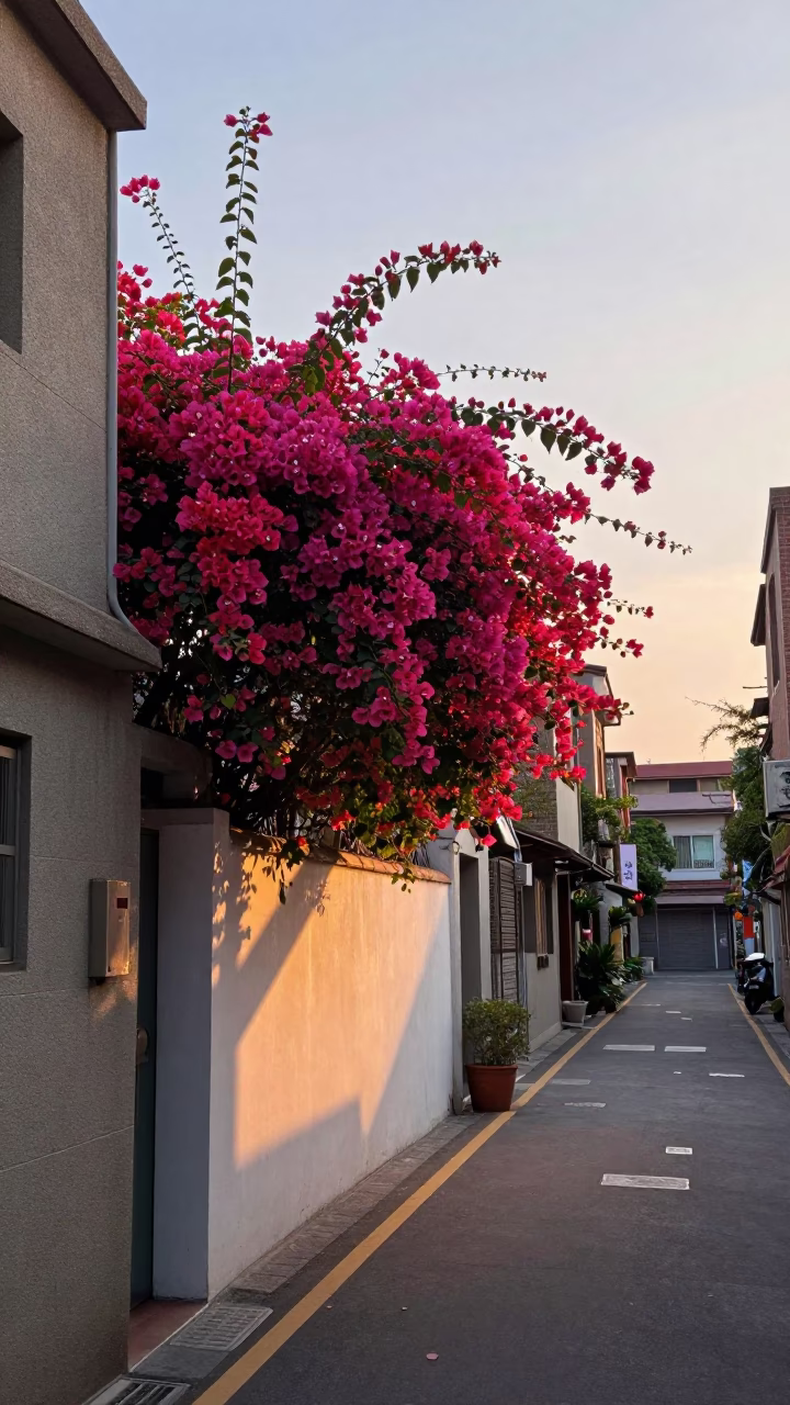 Dawn Light on Taipei Street with Bougainvillea and Potted Geraniums in in Taipei, Taiwan