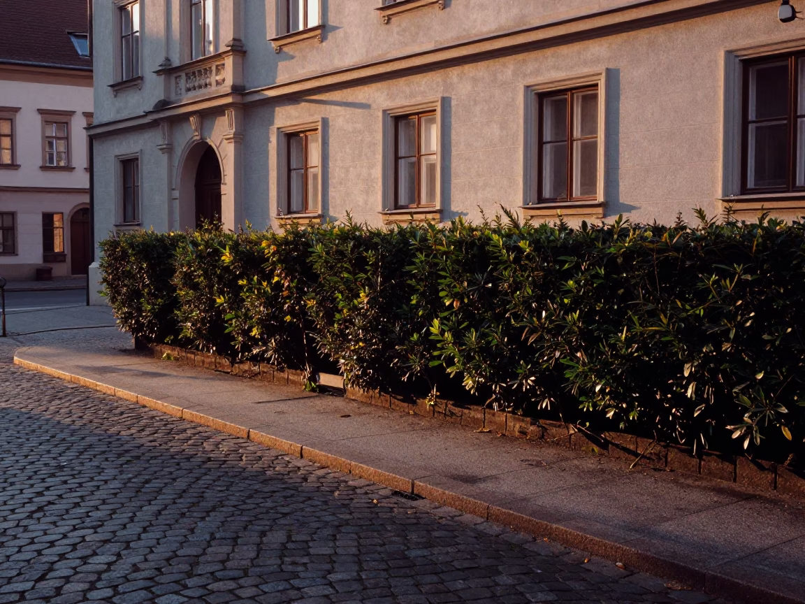 Dawn Light on Vienna Cobblestones with Boxwood Hedges and Quiet Street in in Vienna, Austria