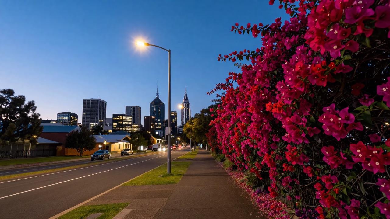Dawn Light Over Adelaide City Walk Bougainvillea Wall and Quiet Street Corner in in Adelaide, South Australia, Australia