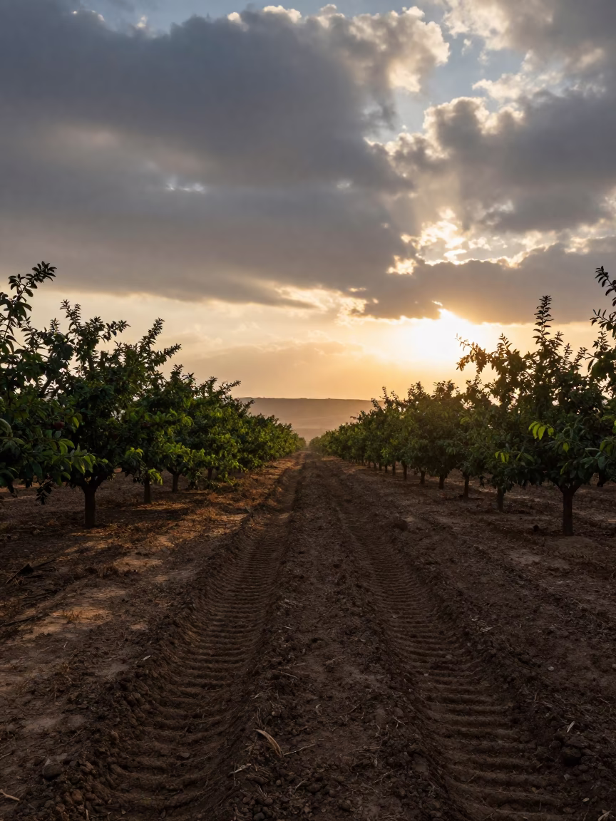 Dawn Light Over Pecan Orchard with Tractor Track in beside a tractor track through dark soil near Helwan