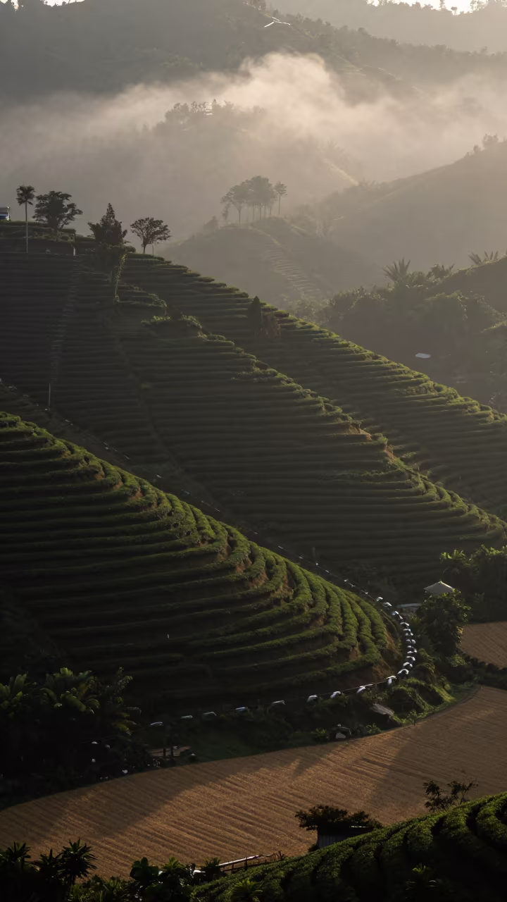 Dawn mist over Jamaican tea terraces in across a harvested grain field in Jamaica