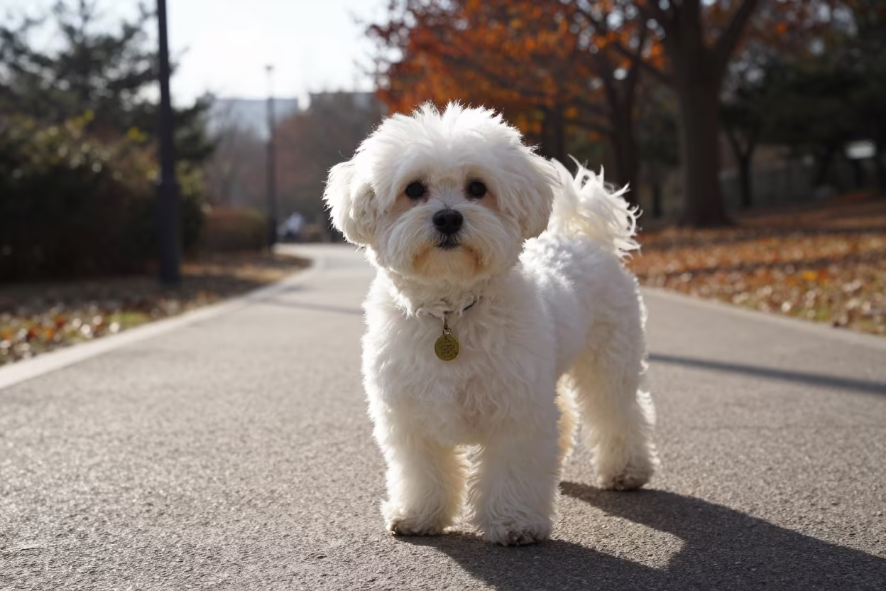 Dawn Portrait of a Maltese Dog in Incheon Park in along a quiet park path with soft open shade and a clean background in Incheon