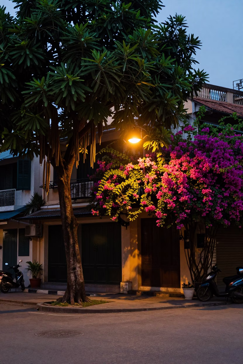 Dawn street scene in Hanoi Vietnam with tamarind tree and bougainvillea in in Hanoi, Vietnam