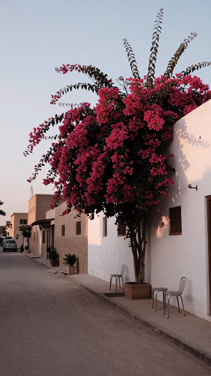 Dawn Street Scene in Luxor Egypt with Bougainvillea and Metal Stools in in Luxor, Egypt
