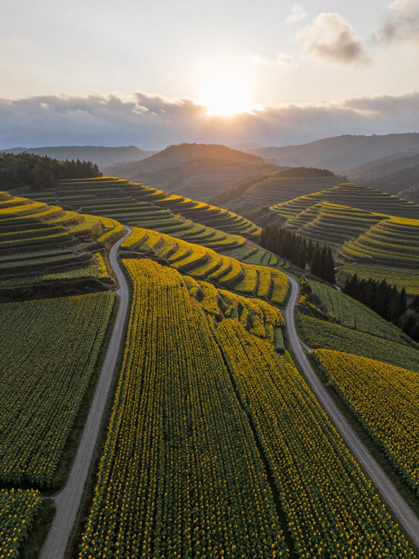 Dawn Sunflower Fields Taiwan Terraced Hills in far above terraced hillsides in Taiwan