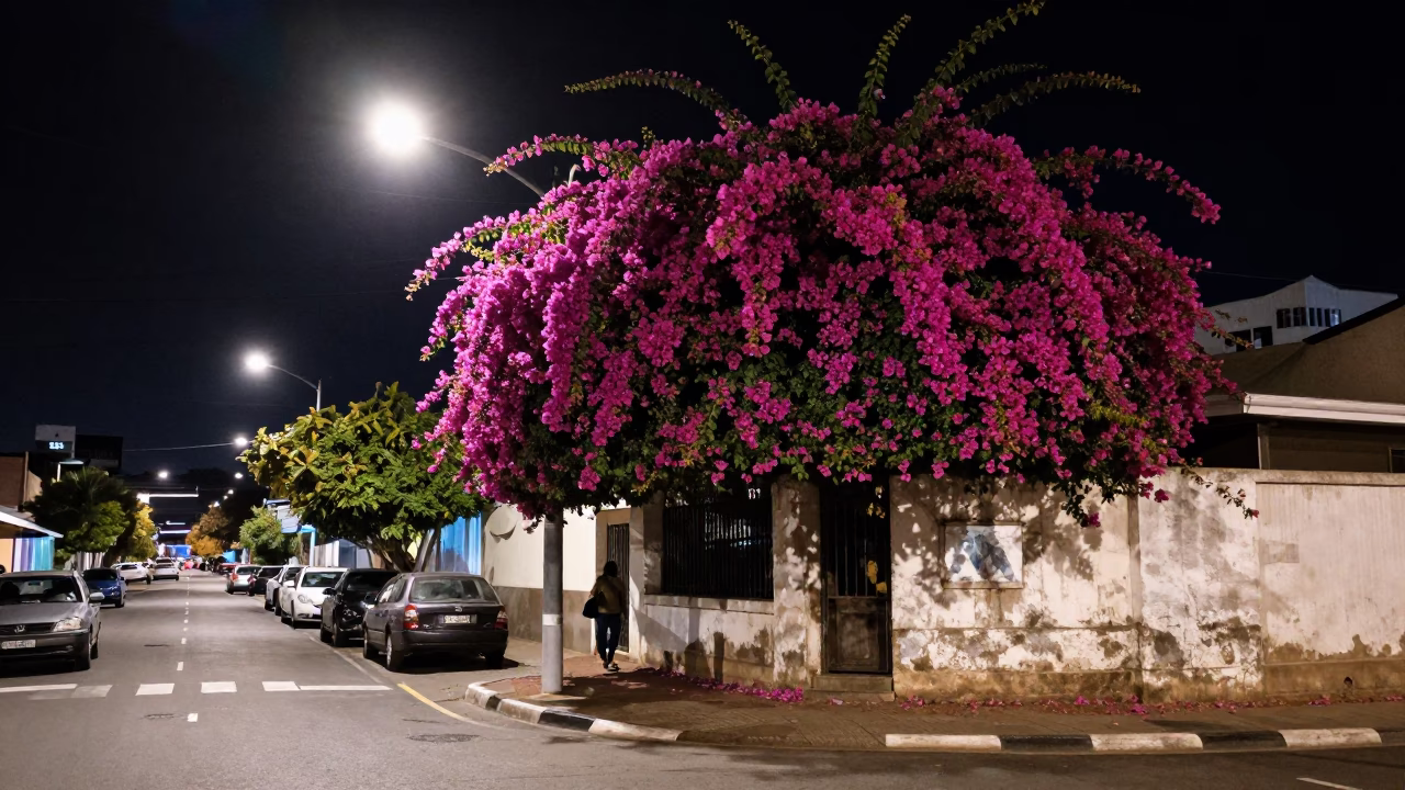 Deep Night Durban Street Scene with Bougainvillea and Port Lights in in Durban, South Africa